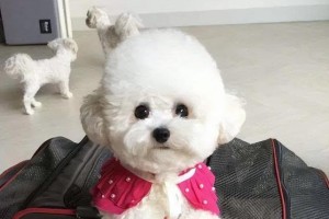 轻松抱起比熊？这些方法教你如何做到！（以比熊成犬，如何让你的爱宠更加轻松抱起？）