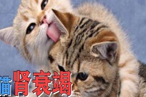 猫的肾衰竭（深入了解猫咪肾衰竭的发生原因及预防方法）
