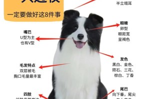 边牧母犬配种频率（了解边牧母犬配种的最佳时间间隔和注意事项）