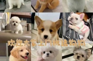 2000元预算下，高颜值、好性格的狗狗推荐（在预算范围内选择适合你的宠物伴侣）