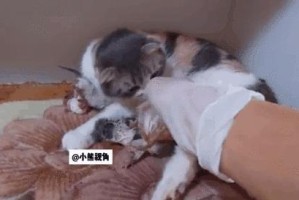 小猫难产症状及处理方法（了解小猫难产的症状与处理方法，保护小猫健康）