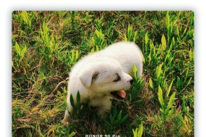 刚出生的小狗需要适宜的温度来保健（为小狗提供适宜的温度环境是关键）