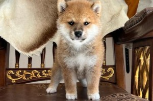 柴犬的高价，为何仍受众多人追捧？（探究柴犬的吸引力与市场需求，解析柴犬价格波动的原因）