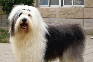 养古牧犬的注意事项（了解古牧的特点，为你的宠物生活提供更好的照顾）