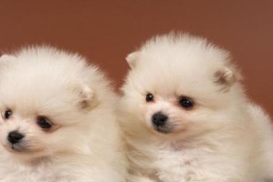 博美犬美毛食谱之保持毛发光亮的秘诀（以博美犬吃什么可以提高毛发质量？）