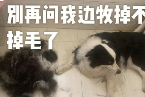 边境牧羊犬掉毛严重吗？解密宠物掉毛问题