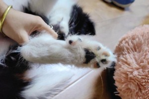 狗狗为什么抬一只脚？（探究狗狗行为中的抬脚现象）