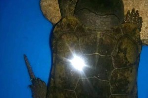 如何正确饲养三弦巨型鹰嘴泥龟（宠物爱好者必看，了解关键的饲养技巧）
