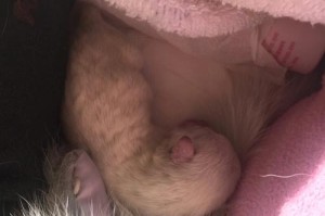 小狗吃母乳引起的拉稀症状（母乳喂养下的小狗拉稀危害与治疗措施）