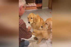 如何养育和训练3个月大的金毛犬（成为一名合格的金毛犬铲屎工）
