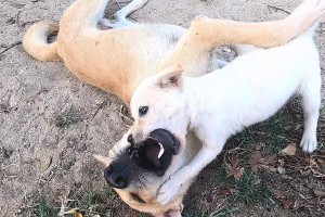 如何让拉布拉多凶猛？无良主人必看！（掌握正确方法，让拉布拉多成为你的守护神）