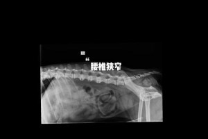 泰迪膝盖瘸了吃什么药？（选择合适药物帮助泰迪恢复健康）