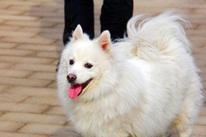 如何科学饲养博美狗狗？（关注博美狗狗的营养、健康和训练）