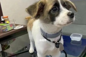 如何训练狗狗送东西——让你的狗狗成为最可靠的信使（从基础训练到高级技巧，轻松掌握送东西的技能）