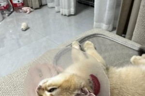 为什么会经常打喷嚏？（探索天天打喷嚏的原因及解决方法）