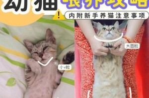 如何为一个月大的小猫咪提供适宜的饮食？（了解小猫咪的饮食需求，让它健康成长）