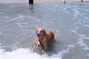 带狗狗去沙滩必备指南（宠物沙滩旅行，准备好这些！）