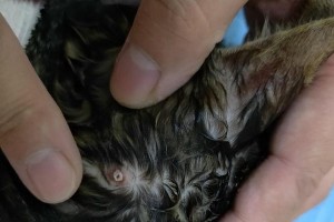 猫咪身上的寄生虫（探索猫咪体内的寄生虫世界，保护我们的毛茸伙伴健康）
