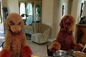 巨型贵宾犬便秘的原因及解决方法（宠物犬便秘的危害、影响及预防措施）