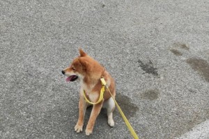 沈阳养狗证的申请和办理流程（了解沈阳养狗证的样式及相关要求）
