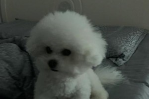 灰色贵宾尴尬期（灰色贵宾尴尬期的特征及持续时间分析）