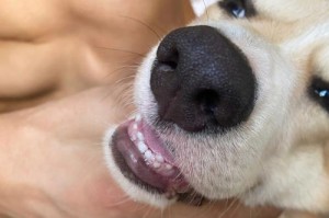 狗的乳牙与恒牙生长过程（了解狗什么时候长满牙齿及护理要点）