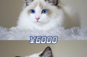 布偶猫的磨爪习惯（了解布偶猫的爪子保养，让它们健康成长）