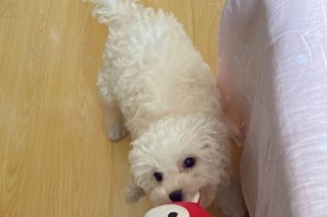 揭秘比熊犬的臭便原因（了解宠物健康知识，让家养更健康）
