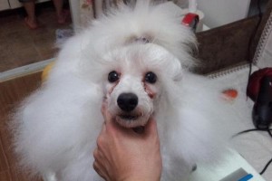 贵宾犬能喝酸奶吗？（贵宾犬喝酸奶引发腹泻的处理方法。）
