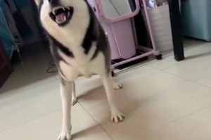 为什么狗狗睡醒打喷嚏？（探索狗狗睡醒时频繁打喷嚏的原因）