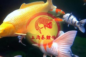 锦鲤养殖需要注意的水质条件（了解锦鲤的理想水质条件，打造舒适的生存环境）