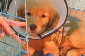 探秘小体金毛（小体金毛的特点、饲养技巧与日常照顾）