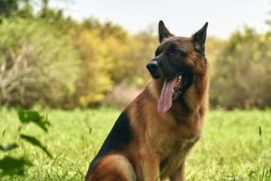 德国牧羊犬怀孕的症状（了解你宠物的身体变化，关注健康状况）