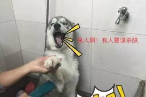 哈士奇洗澡的正确方法（宠物养护必备）
