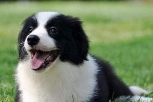 边境牧羊犬价格及适合新手养的优势（边境牧羊犬价格在1500-3000左右，适合新手养的原因）