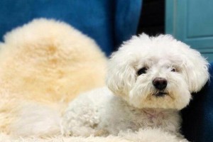 比熊犬的标准体重是多少？（比熊正常体重表及注意事项）