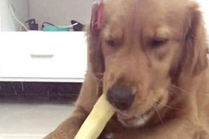 喂养狗狗的健康饮食方法（让你的狗狗吃得健康、长得壮实）