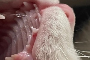 比熊犬换牙必知（宠物爱好者必看，了解比熊犬换牙的知识）