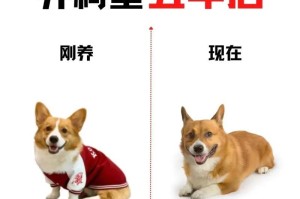 柯基饲养人数减少的原因及解决之道（分析柯基饲养人数减少的主要原因以及提出解决之道）