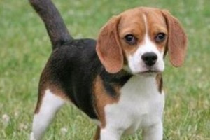 打造快乐比格犬宠物训练方法（以比格犬为例，分享最有效的宠物训练技巧）