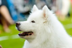 如何喂养老年狗狗？（注意事项，让你的宠物健康幸福）