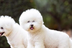 探秘比熊犬的外貌、性格及饲养技巧（探秘比熊犬的外貌、性格及饲养技巧）