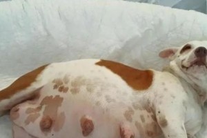 怀孕母犬的健康管理（宠物犬的孕育护理）