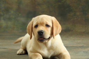 拉布拉多犬（代表友善与忠诚，拉布拉多犬在世界上创造多彩奇迹）