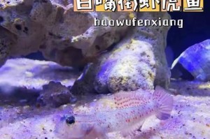 深入探究海水虾虎的饮食习性（了解虾虎的主要食物来源及其生态意义）