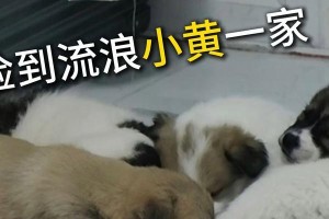 关于养流浪狗的注意事项（爱心收养，责任保障——养流浪狗必读）
