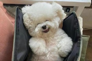 比熊犬的年龄计算方式及其特点（探究比熊犬年龄的计算方法与特征，揭示与人类年龄的关联）