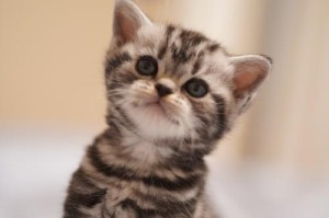 美国短毛猫（探究美国短毛猫的优点和魅力，为什么养了它就无法割舍？）