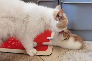 探究猫咪毛发成团的原因（解密猫毛打结现象，为什么猫咪的毛发喜欢成团？）