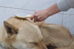 宠物狗狗梳毛的正确方法（享受和狗狗亲密接触的同时，学会这些关键技巧让它们健康美丽）